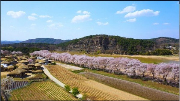 0421-1_안동_벚꽃_도시_홍보와_국제교류_증진(하회벚꽃길).jpg