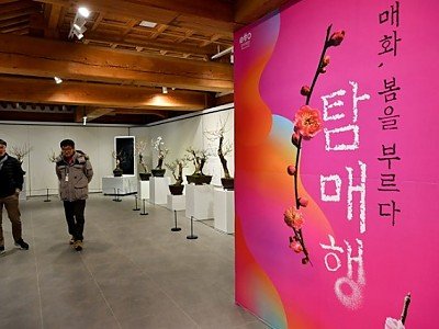 영주-3-1 영주 선비세상 매화분재 꽃향기 가득한  매화전이 개최했다.jpg