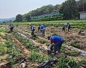 0717 안동시새마을회  바르게살기운동 안동시협의회 수해복구에 앞장서 (2).jpg